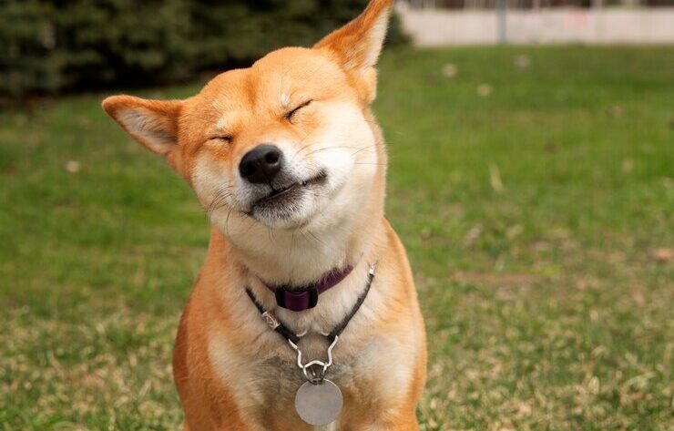 Shiba Inu : loyal, élégant, irrésistible